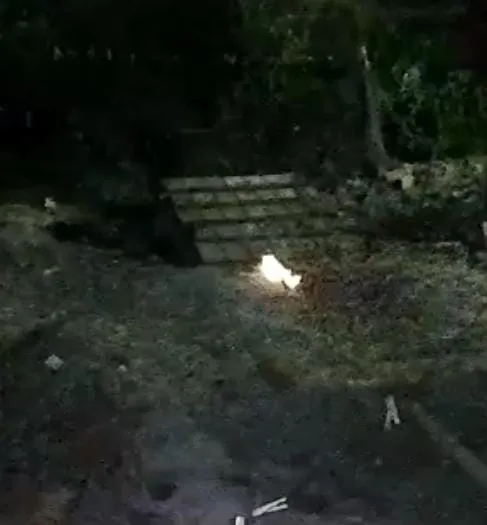 Polícia Civil identifica autor que tocou fogo em gato e causou a morte do animal em Itabaianinha